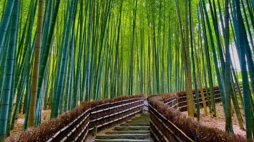 Tour mattutino di Kyoto in inglese: Fushimi-Inari e Arashiyama