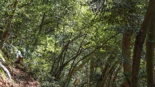 Kyoto from Above: Hike Mt. Amida with Kiyomizu Views Day Tours