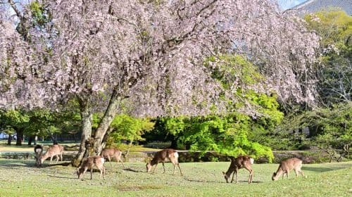 Kyoto Heritage Tour: Arashiyama, Fushimi Inari & Nara Park met lunch dagtochten