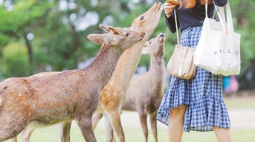 Kyoto Kiyomizu-dera Temple & Fushimi Inari Taisha & Nara Park 1-day tour [Optional 9-person small group] Day Tours