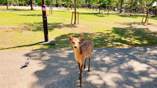 Kyoto Kiyomizu-dera Tempel & Fushimi Inari Taisha & Nara Park 1-daagse tour [Optionele kleine groep van 9 personen] Dagtochten