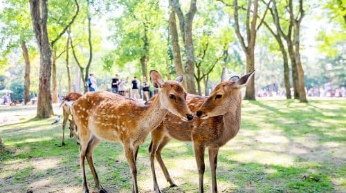 Excursion d'une journée au temple Kiyomizu-dera, au sanctuaire Fushimi Inari Taisha et au parc de Nara [Option petit groupe de 9 personnes] Excursions d'une journée
