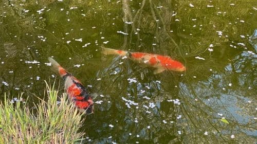 Kyoto Morning Highlights Tour: Fushimi, Kiyomizu-dera & Gion Tagestouren