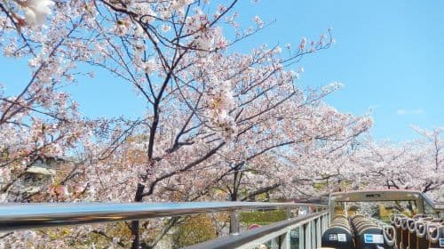 Kyoto Sky Hop Bus hop-on hop-off bus ticket (1-day / 2-day) Transport Passes