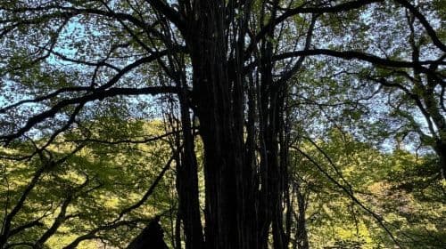 Kyoto: Dagtocht naar Kifune Shrine en de heilige Kifune Valley