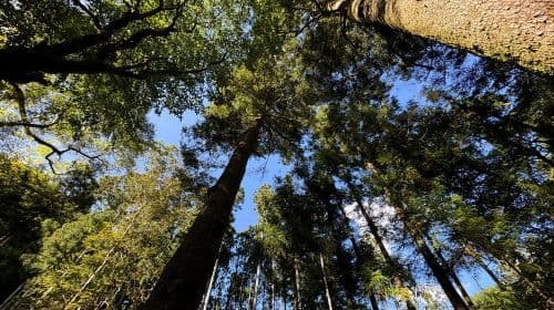 Kyoto: gita di un giorno al Santuario di Kifune e alla sacra Valle di Kifune