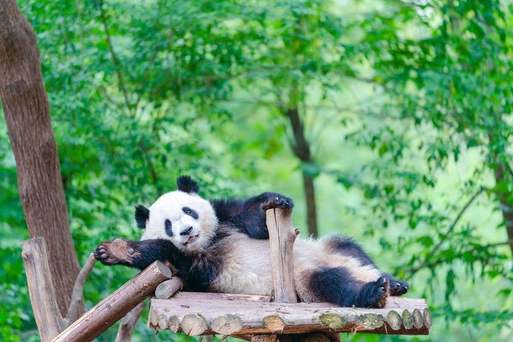 Biglietto d'ingresso per il Chengdu Research Base of Giant Panda Breeding