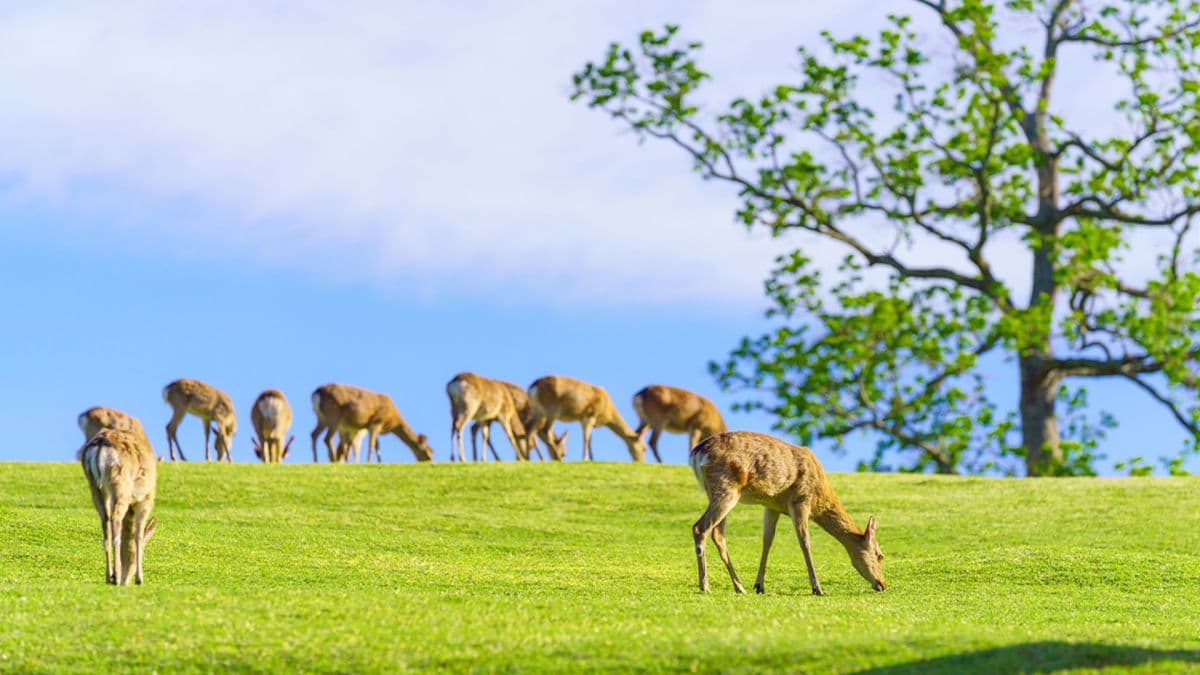 Kyoto, Nara, Fushimi Inari Shrine, Arashiyama Day Trip