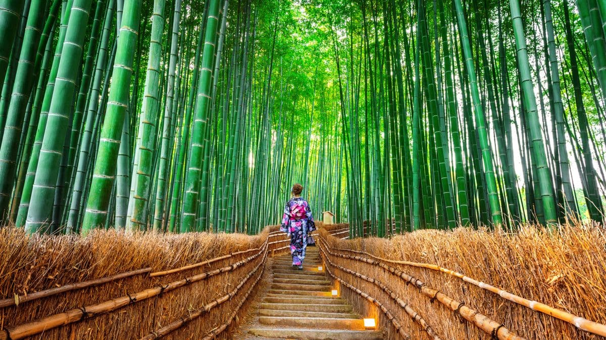 Wycieczka jednodniowa do Kioto, Nary, chramu Fushimi Inari i Arashiyamy