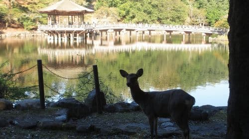 KYOTO-NARA: Giant Buddha Deer Pagoda "Geisya" (이탈리아어, 전일 투어)