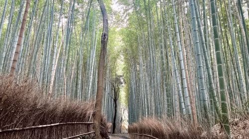 Kyoto: Arashiyama Bamboo Forest and Garden Views Tour Day Tours
