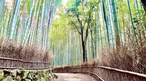 Kyoto: Arashiyama Bamboo Forest and Garden Views Tour Day Tours