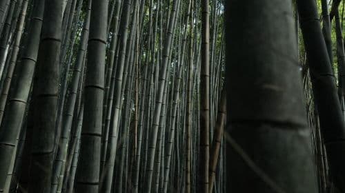 Kyoto: Passeio de Caminhada na Floresta de Bambu de Arashiyama - Excursões de um dia