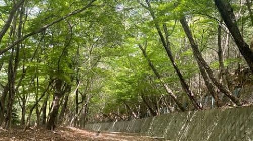 Kioto: Piesza wycieczka po lesie bambusowym Arashiyama