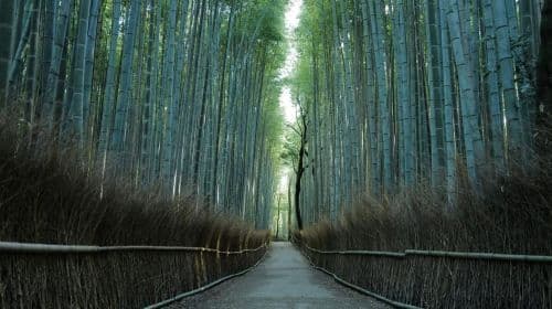 Kioto: Piesza wycieczka po lesie bambusowym Arashiyama