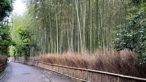 Kioto: wycieczka z przewodnikiem po Arashiyama, bambusy, małpy i świątynie Zen
