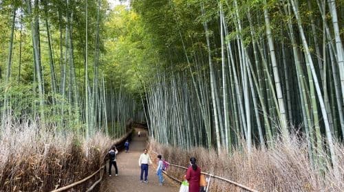 Kioto: wycieczka z przewodnikiem po Arashiyama, bambusy, małpy i świątynie Zen