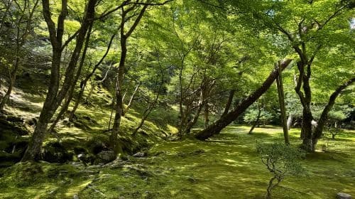 Kioto: Ginkakuji, visita guiada al Pabellón de Plata en 1 hora