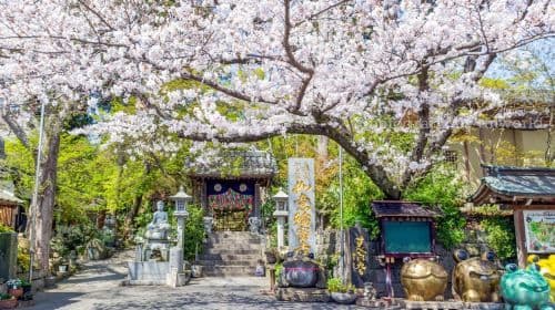 Kyushu Secret Land, Nyorin Temple, Ghibli Fairy Tale Town 일일 투어