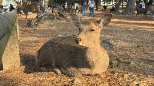 Tour privato di Nara e degustazione di sake (Partenza da Kyoto/Nara)