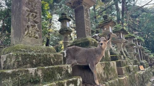 Tour privato di Nara e degustazione di sake (Partenza da Kyoto/Nara)