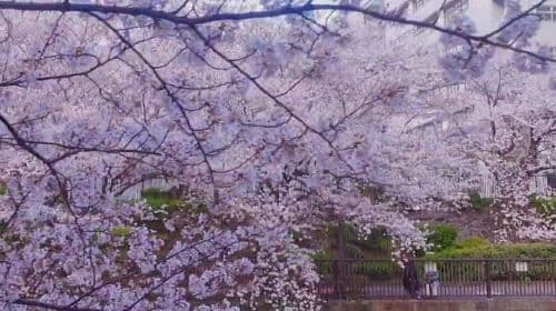 Wandeltocht met erkende gids door de kersenbloesem van Meguro, Tokio