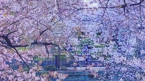Visite guidée à pied des cerisiers en fleurs à Meguro, Tokyo avec guide agréé