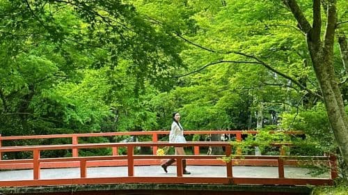 Seizoen voor het bekijken van esdoornbladeren: 1-daagse tour naar Miyama thatched-roof village + Katsuo-ji + Arashiyama bamboo forest path + Nonomiya Shrine dagtochten