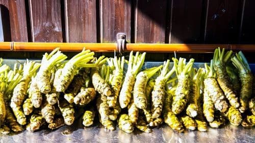 Matsumoto Everything: całodniowe wycieczki do zamku, farmy wasabi, degustacje miso, wina i sztuki Ukiyo-e