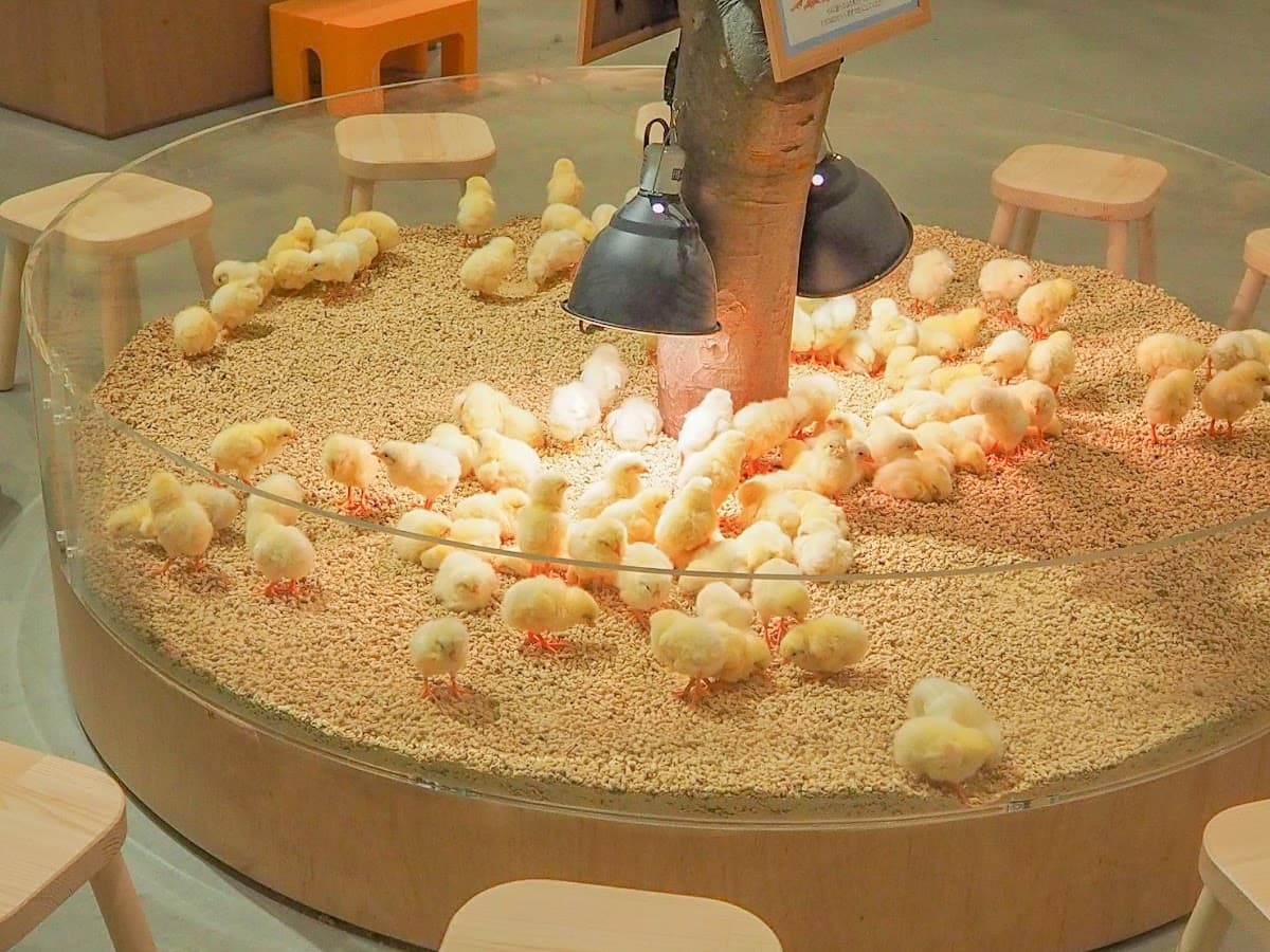 Moff Animal Cafe Lalaport Fukuoka