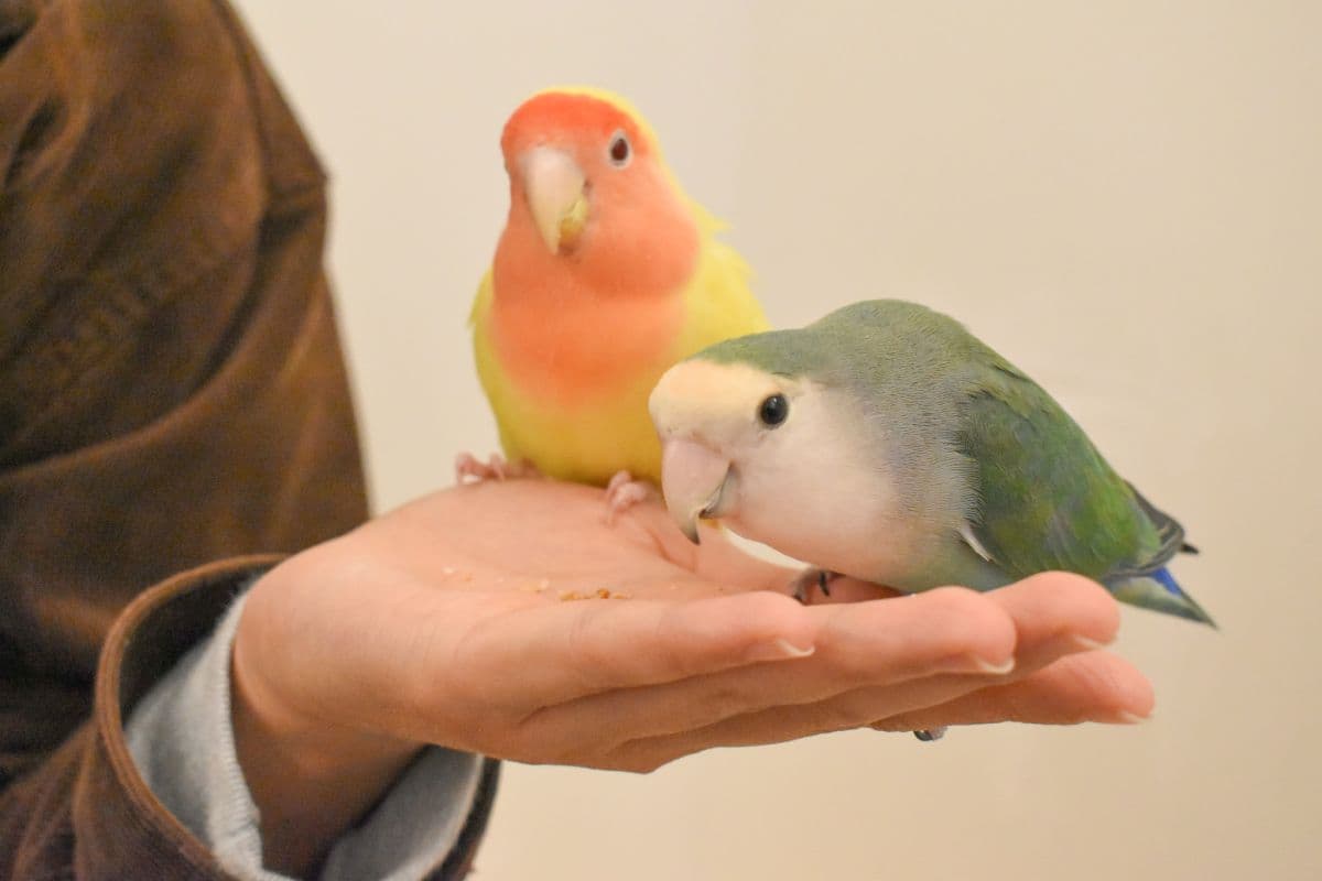 Moff Animal Cafe Lalaport Fukuoka