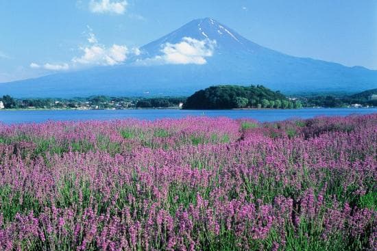 Mount Fuji One Day Tour: Tour H