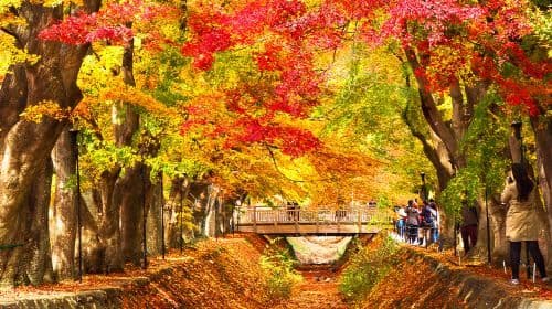 Mount Fuji Panoramic Ropeway, Lake Kawaguchi,Lawson ,Oshino Hakkai One-Day Tour Day Tours
