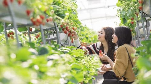 Mount Fuji Yeti Ski Resort & Strawberry Picking in Japan: 3-hour snow fun + strawberry picking 1-day tour Day Tours