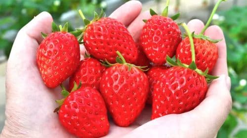 Mount Fuji Yeti Ski Resort & Strawberry Picking in Japan: 3-hour snow fun + strawberry picking 1-day tour Day Tours