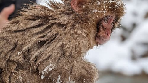 Nagano Snow Monkey 1 Day Tour with Beef Sukiyaki Lunch from Tokyo Day Tours