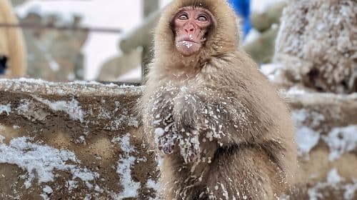 Nagano Snow Monkey 1 Day Tour with Beef Sukiyaki Lunch from Tokyo Day Tours