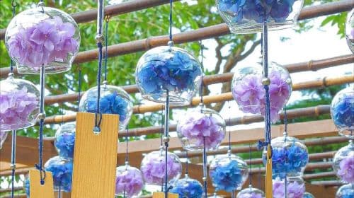 Nara Park + Uji 1-day tour, feed adorable deer, taste matcha, admire maple leaves