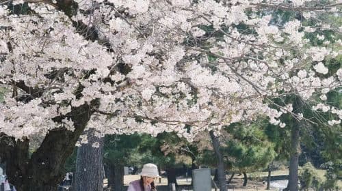Excursão de 1 dia a Nara Park + Uji: alimente cervos adoráveis, prove matcha e admire as folhas de bordo