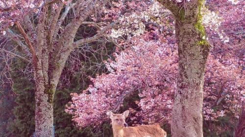 Nara Park + Uji 1-day tour, feed adorable deer, taste matcha, admire maple leaves