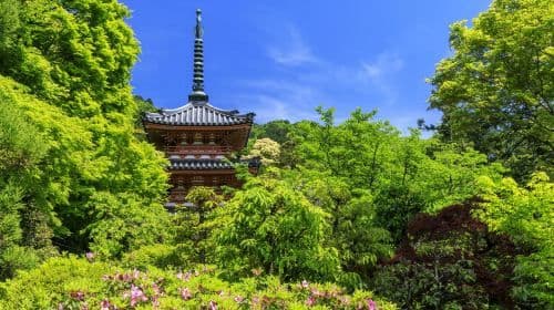 Nara Park + Uji 1-day tour, feed adorable deer, taste matcha, admire maple leaves Day Tours