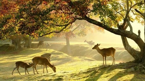 Nara Park + Uji – relaksująca wycieczka kulturowa [kameralna grupa premium 4-9 osób z opcjonalnym odbiorem]