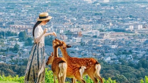 Excursões de um dia ao Nara Park