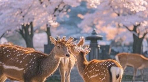 Nara Park Day Tours