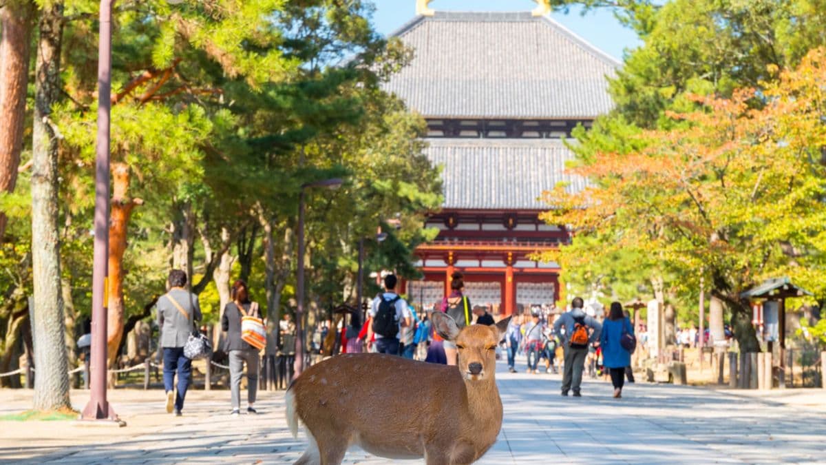 Nara Uji Onsen Day Tour
