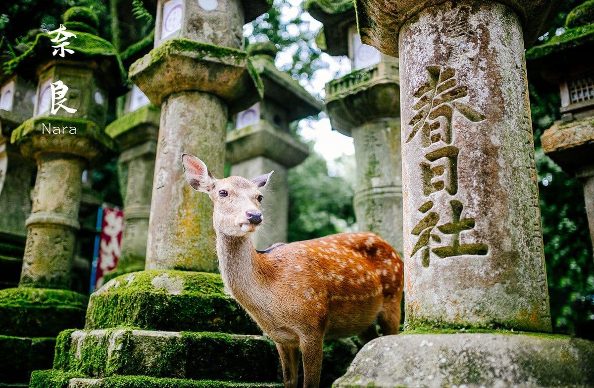 Nara Uji Onsen Day Tour