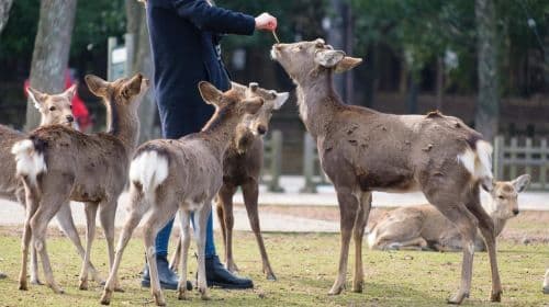 Nara: Enjoy the Highlights of Nara in 3 Hours Day Tours