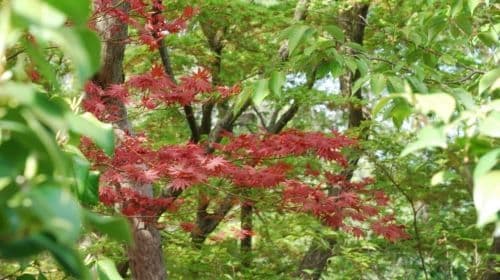 Nara: Enjoy the Highlights of Nara in 3 Hours Day Tours