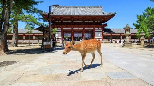 Nara: Enjoy the Highlights of Nara in 3 Hours Day Tours