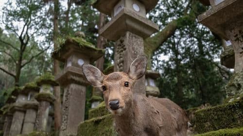 Nara: Todai-ji y parque de Nara (Spanish Guide) Day Tours